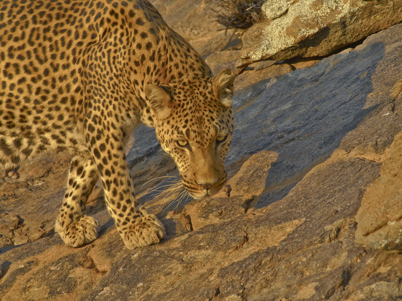 Amani Lodge, Leopard